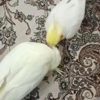 مژدگانی ۳ میلیون تومن میدم عروسم گم شده|حیوانات|مرند, |دیوار