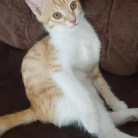 بچه گربه