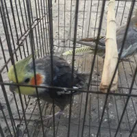 عروس هلندی معاوضه|پرنده|تهران, مشیریه|دیوار