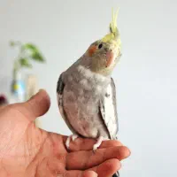 فروش عروس هلندی|پرنده|بومهن, |دیوار