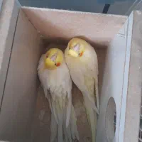 دو جفت عروس هلندی