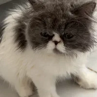 واگذاری گربه مولد پرشین/ اسکاتیش/ هیمالین