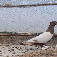 تعدادی گرفتنی شرط دور بازی پامیل|پرنده|دزفول, |دیوار