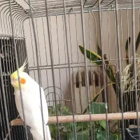 عروس هلندی سخنگو