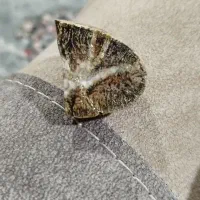 سنگ|کلکسیون اشیاء عتیقه|مشکین‌دشت, |دیوار