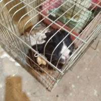 دو عدد خرگوش|موش و خرگوش|تهران, اسفندیاری|دیوار