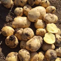 سیب زمینی سانتا|خوردنی و آشامیدنی|بیلوار, |دیوار