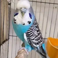 مرغ عشق انگلیسی قناری