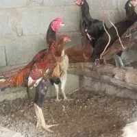 خروس اوشامو