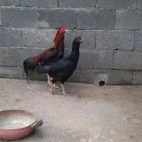 مرغ خروس|حیوانات مزرعه|سنگر, |دیوار