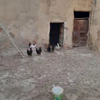 خروس سفید‌