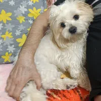 سگ پاکوتاه اموزش دیده