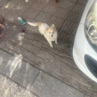 سگ پا کوتاه