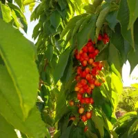 باغ|فروش زمین و ملک کلنگی|تیران, |دیوار