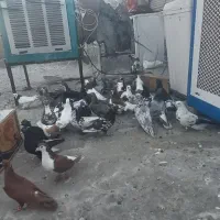 کفتر|پرنده|شیراز, شهرک قمشه|دیوار