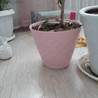 گل وگلدان|گل و گیاه طبیعی|زنجان, |دیوار