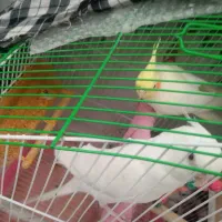 عروسی هلندی جفت|پرنده|زهک, |دیوار