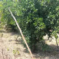 زمین|فروش زمین و ملک کلنگی|گرگان, |دیوار