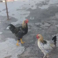 خروس لاری اصیل