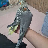 عروس هلندی|پرنده|فشاپویه, |دیوار