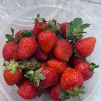 توت فرنگی،موز،میوه های استوایی،ابمیوه طبیعی|عمده‌فروشی|باغستان, |دیوار