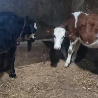 دو گوساله ماده اصل سیمینتال مونتی بیلیارد شیری گاو|حیوانات مزرعه|اردبیل, |دیوار