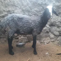 میش فروشی