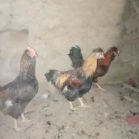 سلام|حیوانات مزرعه|چناران, |دیوار