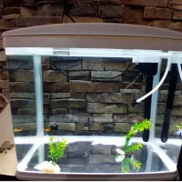 اکواریوم شرکتی