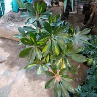 یوکا .شفلرا.خرفه ای.|گل و گیاه طبیعی|مشهد, کوی المهدی|دیوار