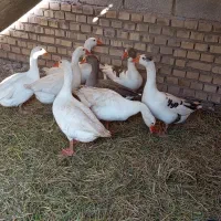 پنج عدد غاز|حیوانات مزرعه|شادگان, |دیوار