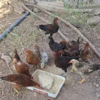 نیمچه خروس مرغ|حیوانات مزرعه|قصرشیرین, |دیوار