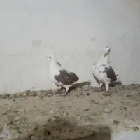 پشتی