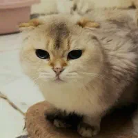 اسکاتیش فولد چین چیلا جفت