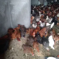 مرغ کردی تخم گذار|حیوانات مزرعه|کرمانشاه, |دیوار