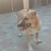 توله ۶ماهه|سگ|کاشان, دانشگاه|دیوار