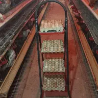 تخم مرغ محلی بهداشتی و مقوی