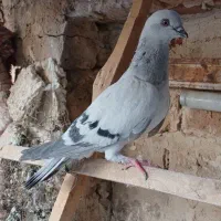 کفتر نقره ای