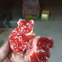 ارنار درجه یک|خوردنی و آشامیدنی|مشهد, امیرآباد|دیوار