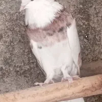 فروش کفتر