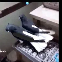 مایدم اشعل زیل زاغ دم سفید طوقی سرور هفت رنگ