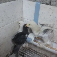 جوجه برهما