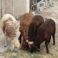 چهاربره بزرگ واسه داشتی وپرواری (۲تا نر.و۲تا ماده)