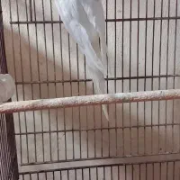 فروش چندین پرنده زینتی عروس و ۰۰۰ همه با کیفیت|پرنده|بندرعباس, |دیوار