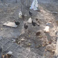 بوقلمون|حیوانات مزرعه|مشگین شهر, |دیوار