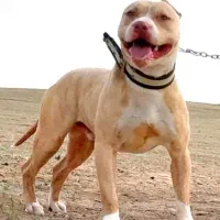 واگذاری پیت بول