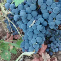 فروش زمین کشاورزی