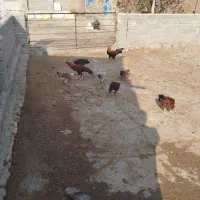 مرغ خروس|حیوانات مزرعه|محمدبار, |دیوار