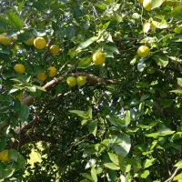 پرتقال محلی|خوردنی و آشامیدنی|رشت, پارک شهر|دیوار