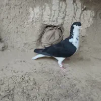 شیر سیاه ماده بدون عیب